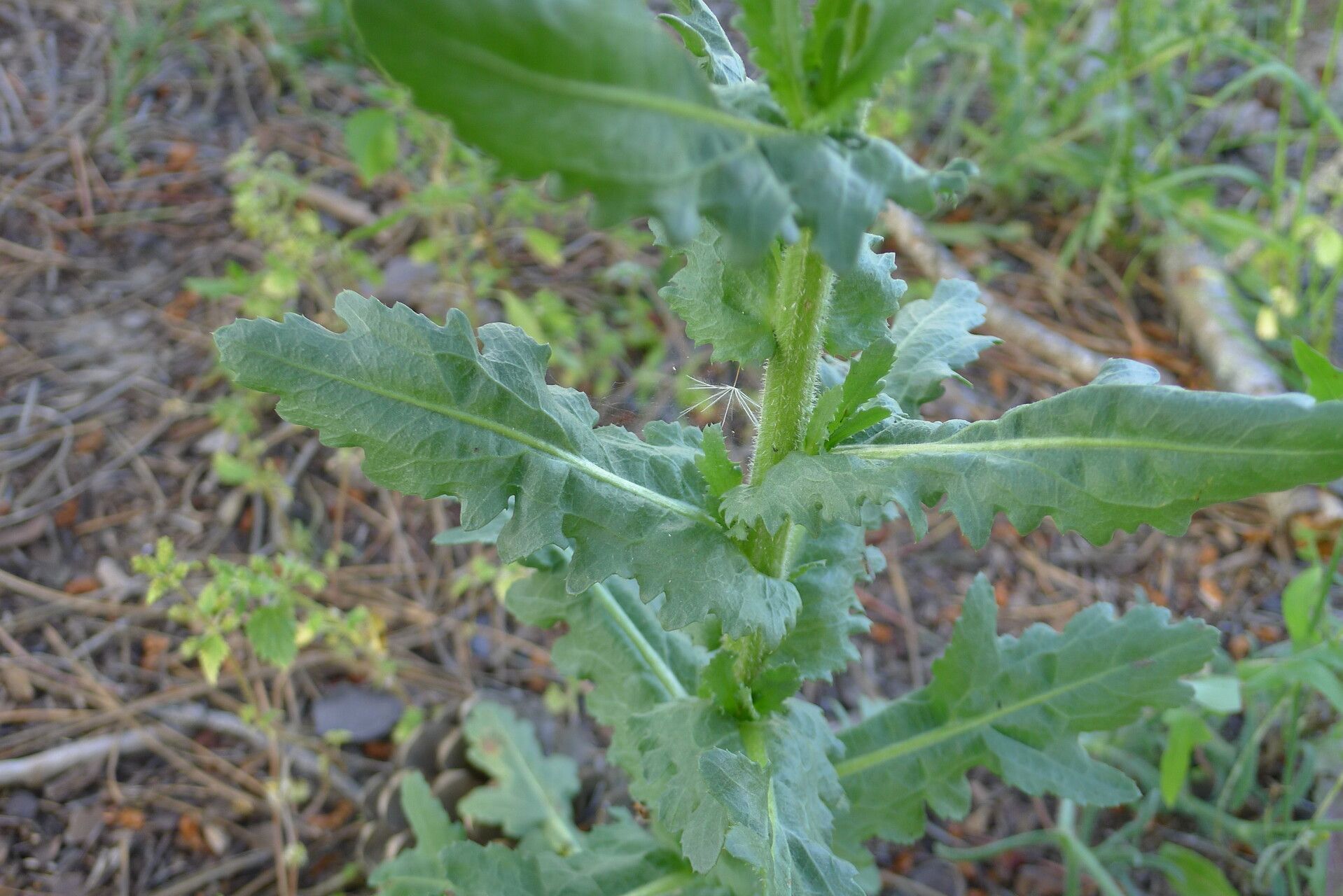 Heteranthemis viscide-hirta leaf