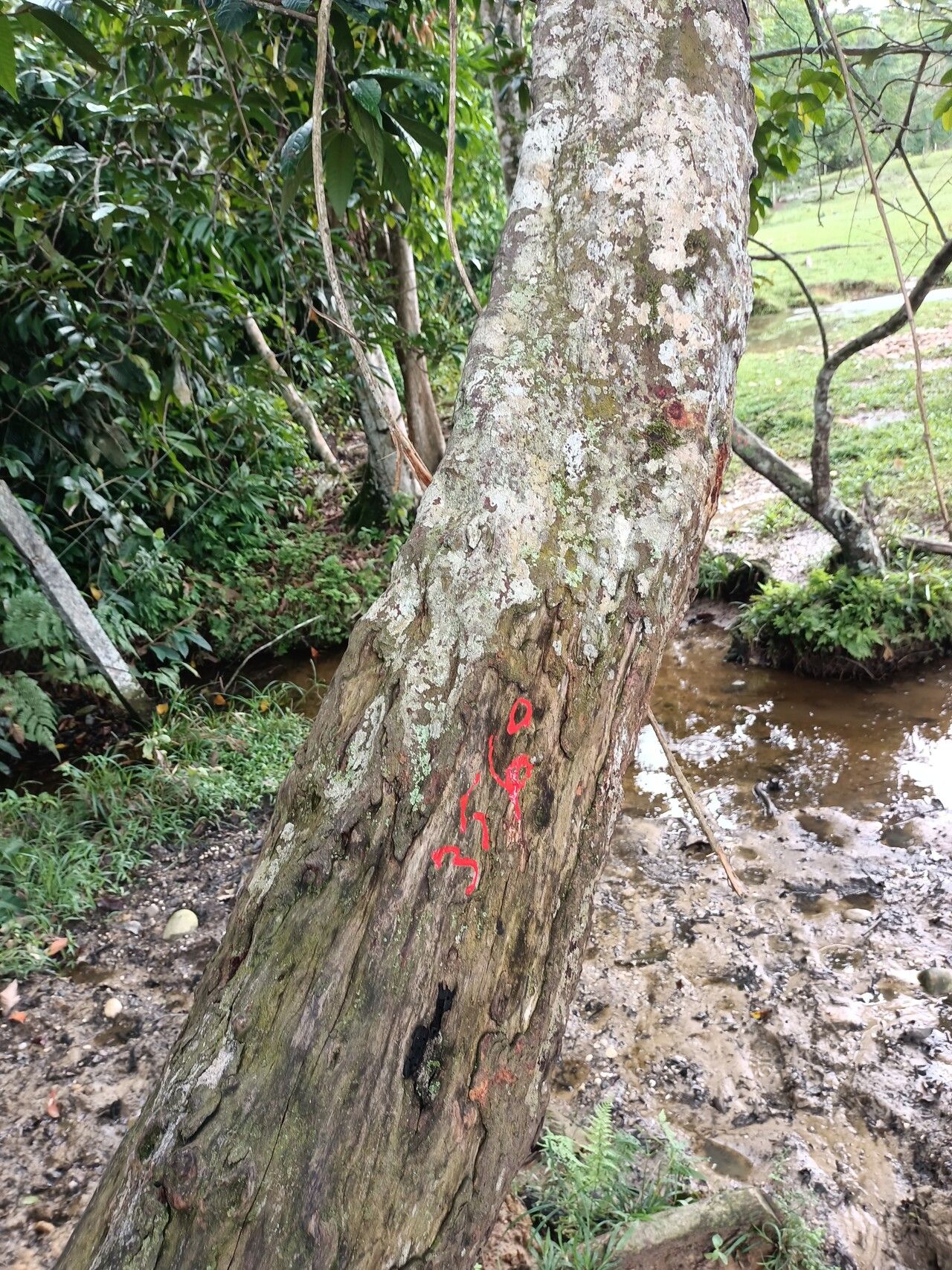 Iryanthera paraensis — houseplant care guide