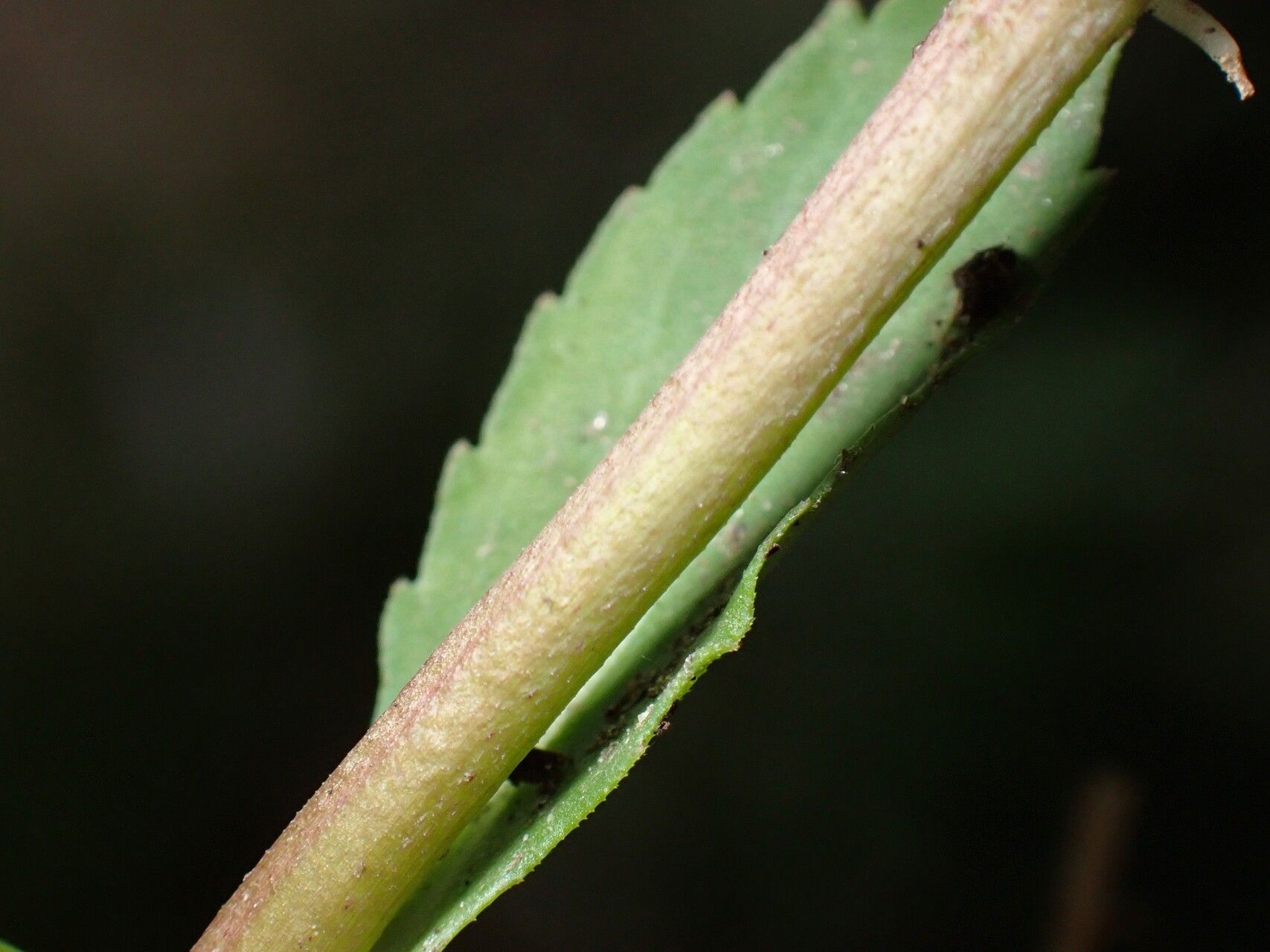 Bonnaya antipoda other