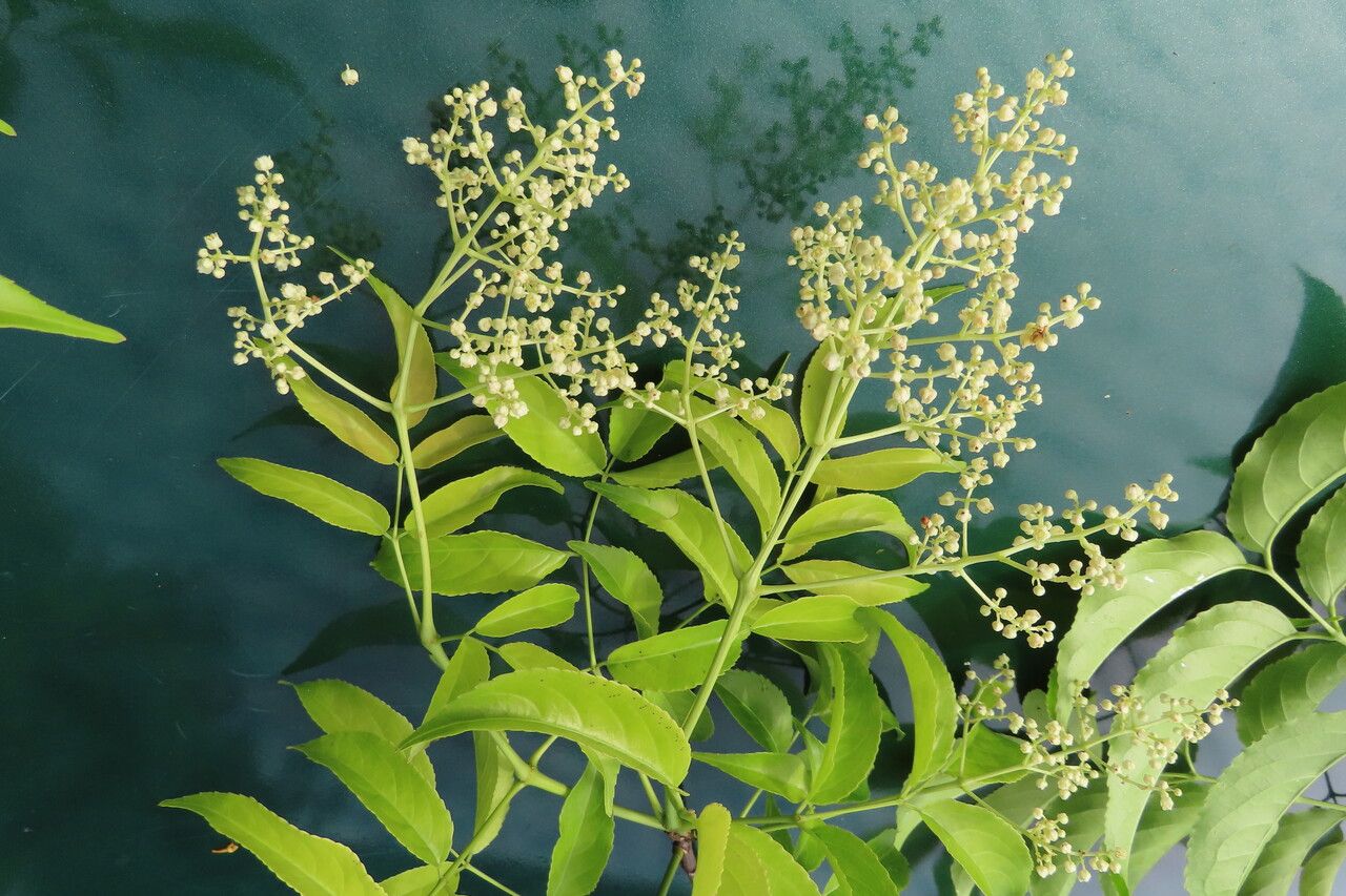 Turpinia occidentalis flower