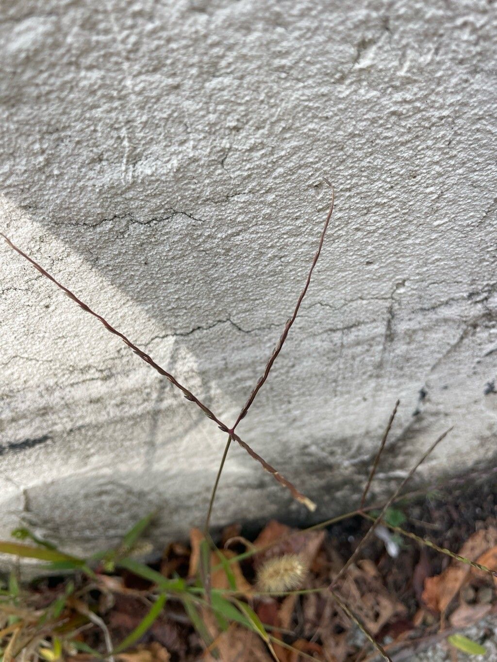 Digitaria radicosa fruit