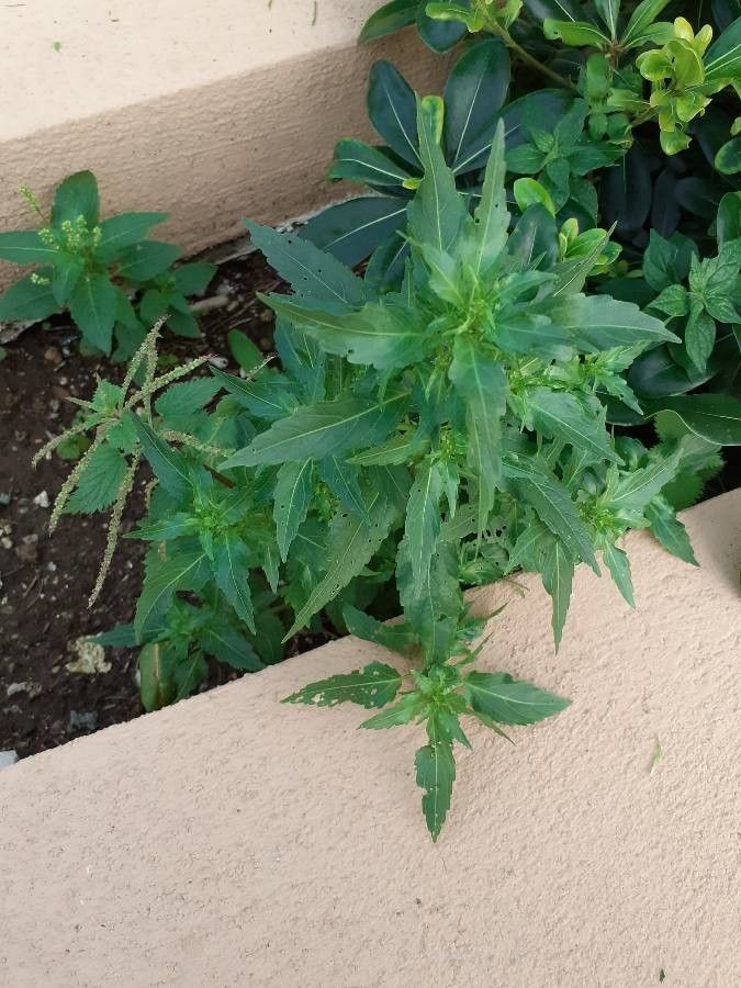 Chenopodium chenopodioides — search result for 'Chenopodium'