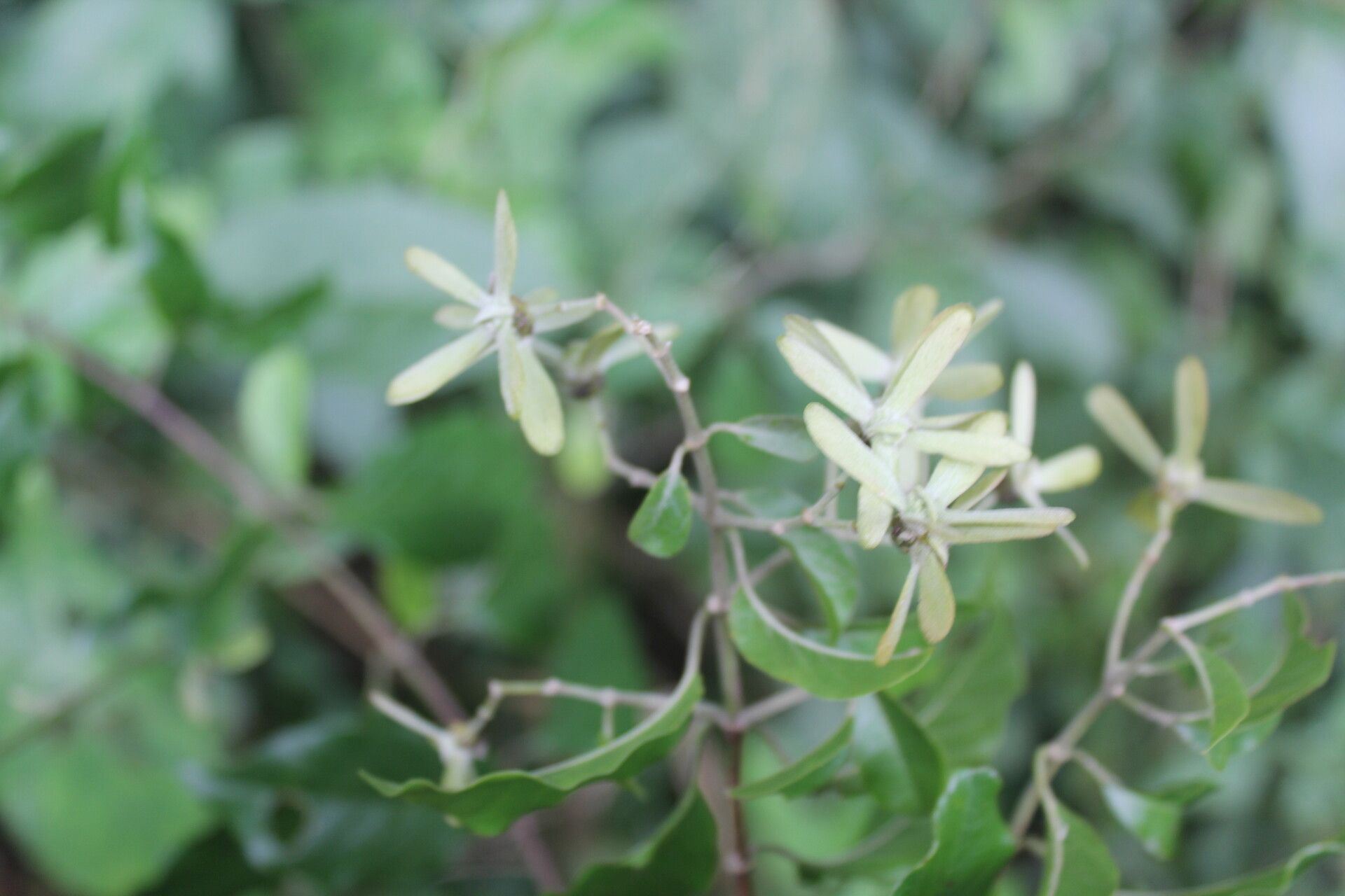 Tetrapterys schiedeana fruit