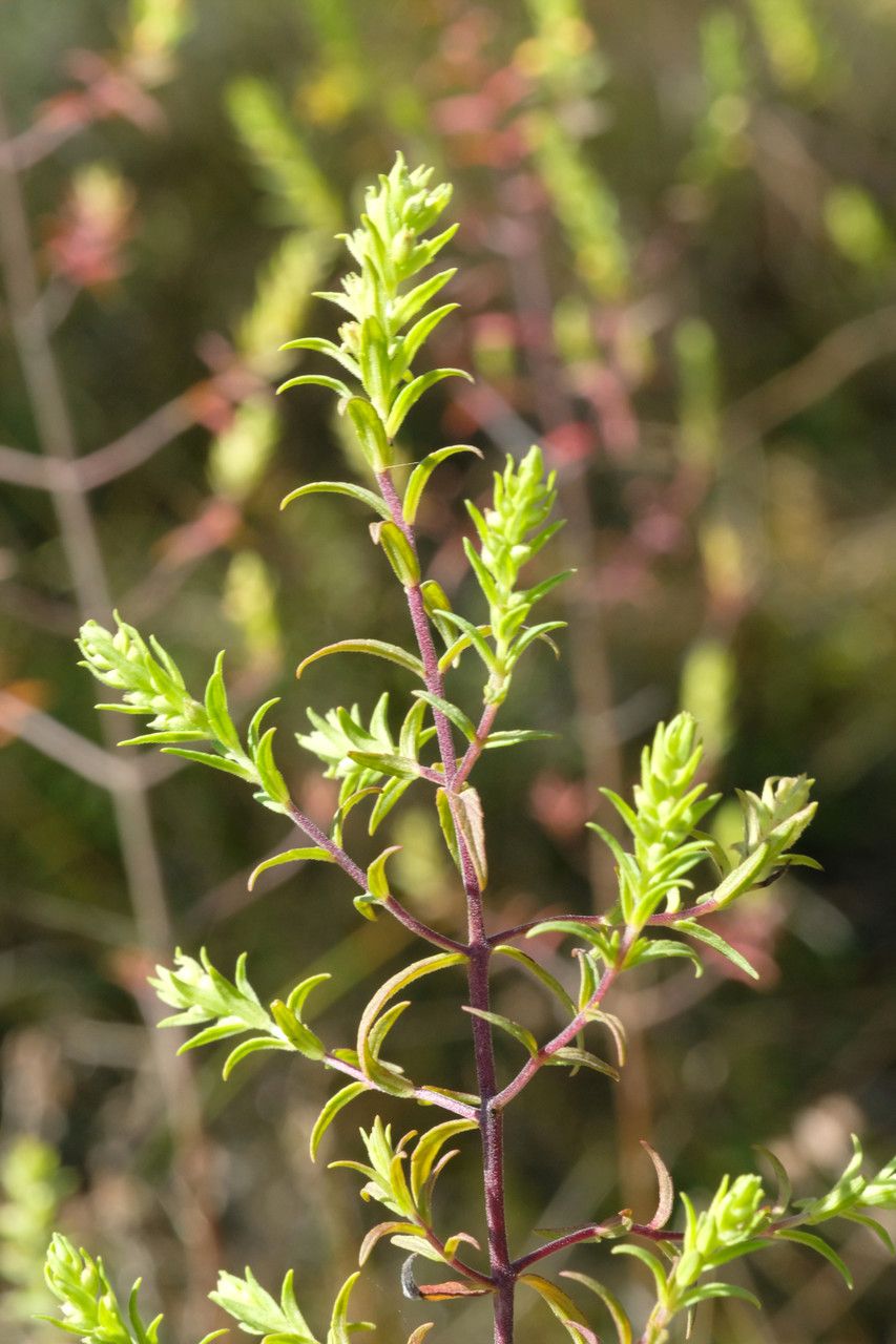 Odontites luteus — houseplant care guide