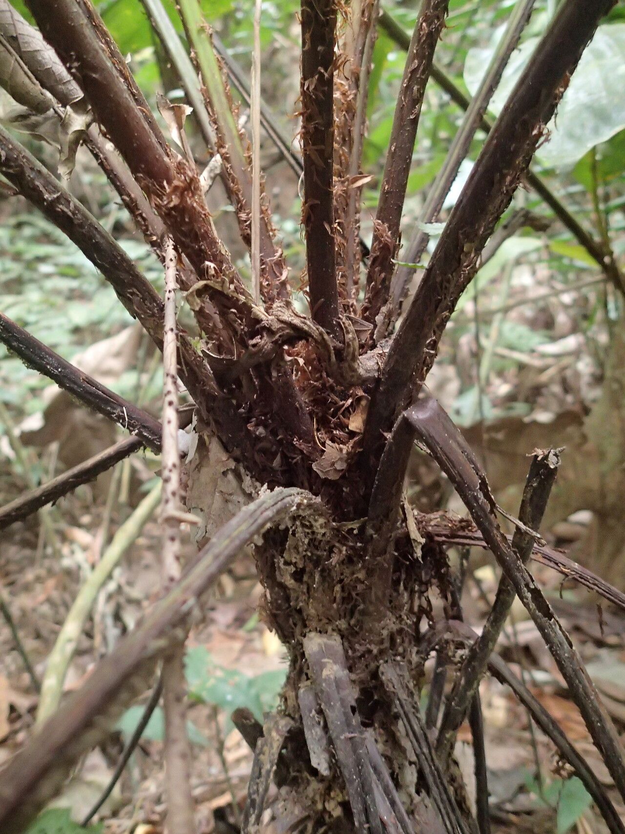Alsophila camerooniana other
