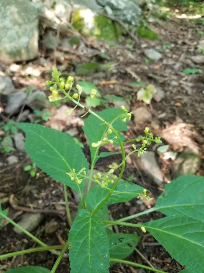 Collinsonia canadensis bark