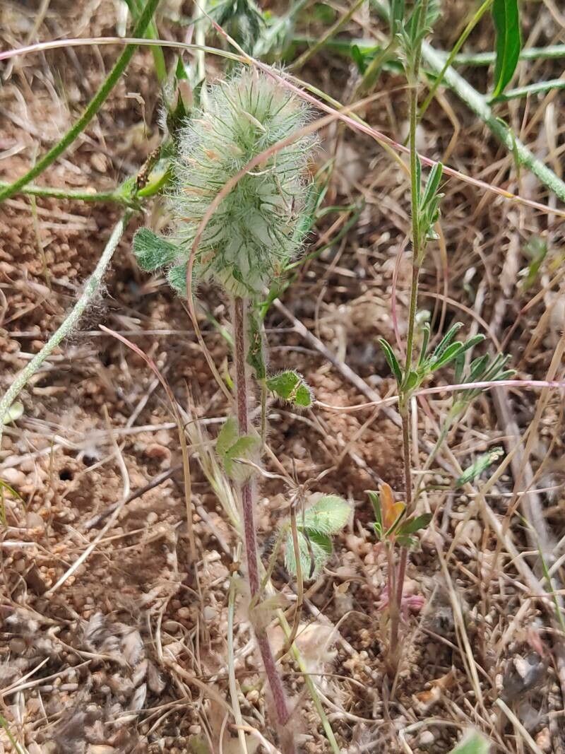 Trifolium sylvaticum flower