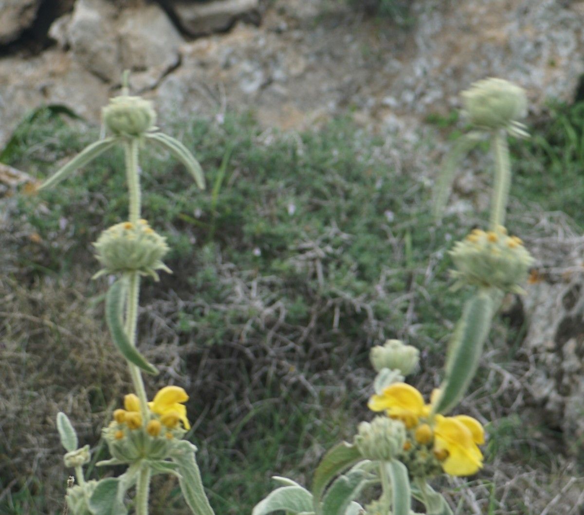 Phlomis pichleri flower