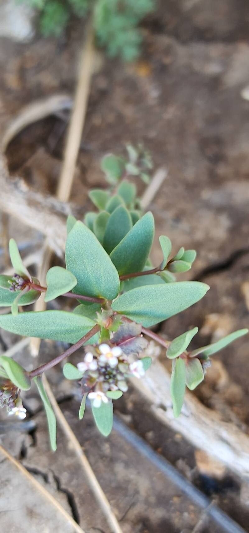 Aethionema carneum leaf