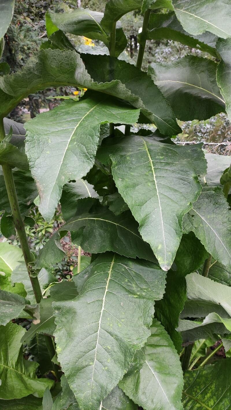 Inula racemosa — search result for 'Inula'