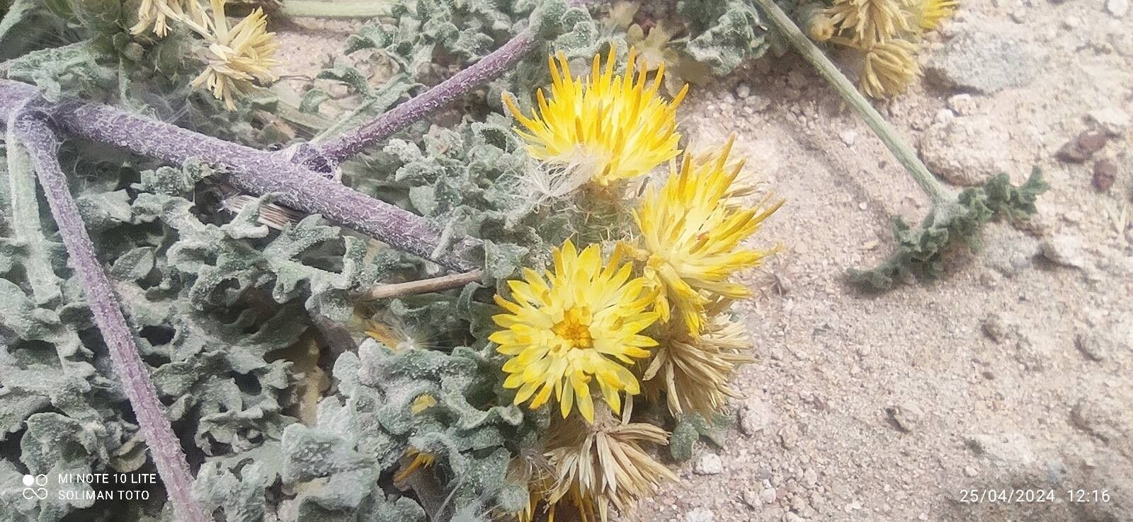 Centaurea glomerata flower
