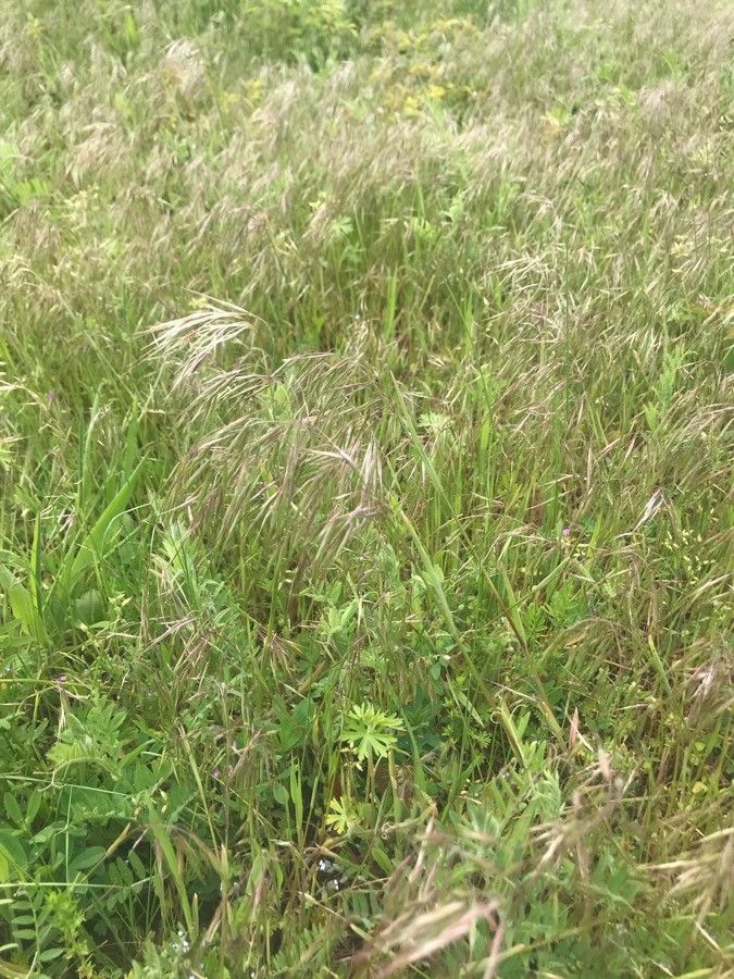 Bromus tectorum leaf