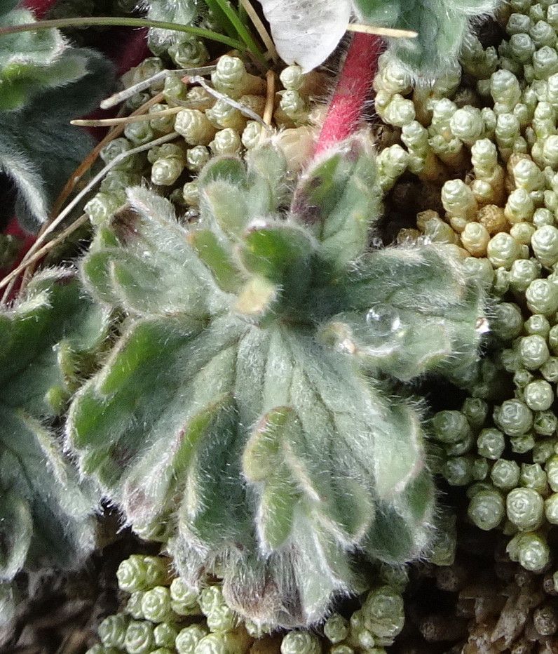 Geranium sessiliflorum — houseplant care guide