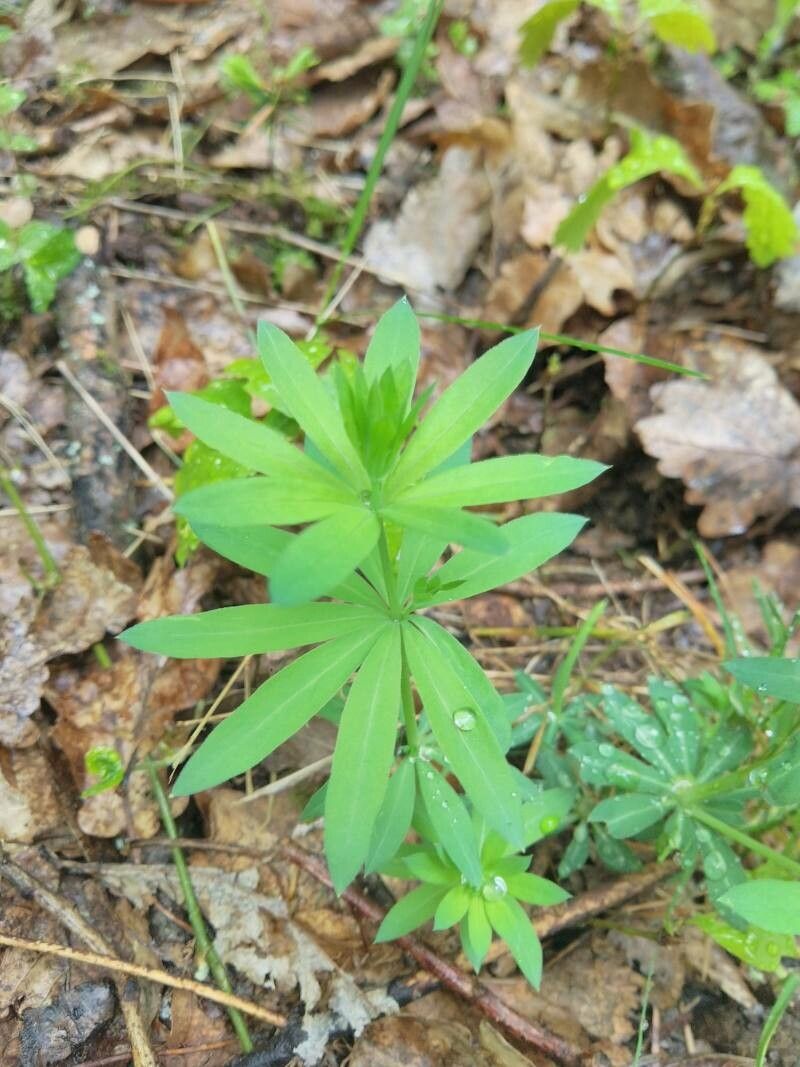 Galium sylvaticum leaf