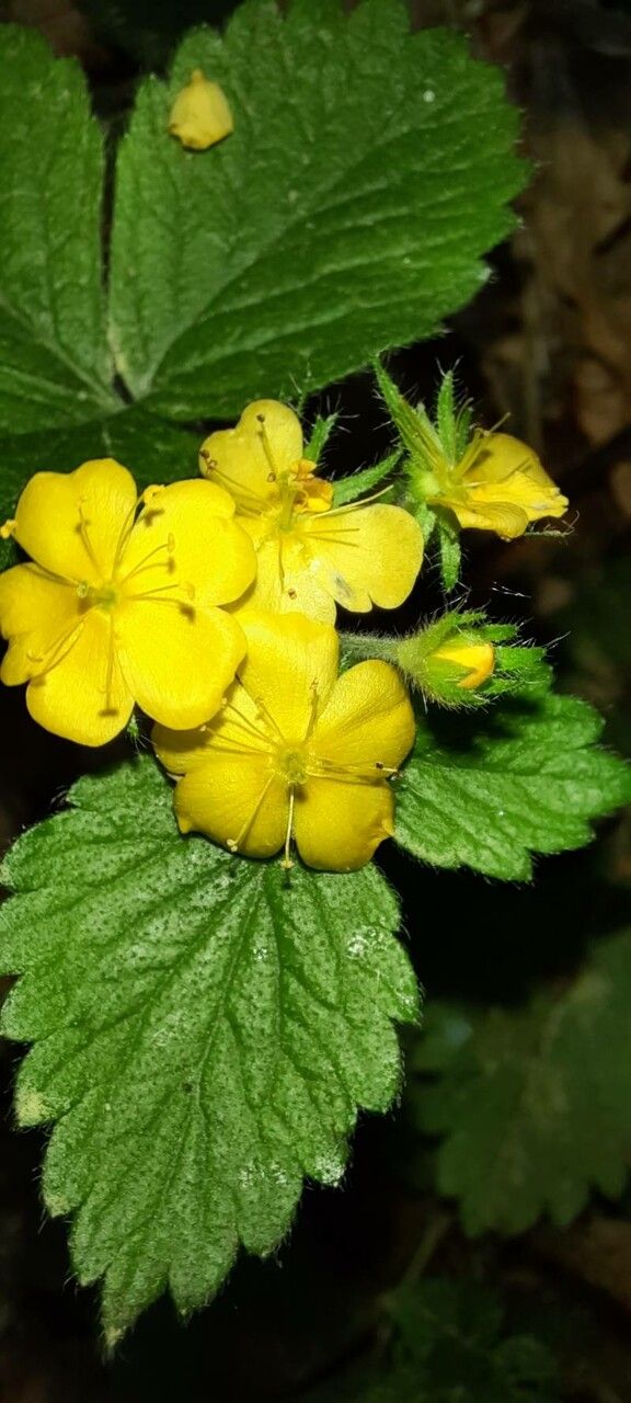 Aremonia agrimonoides flower