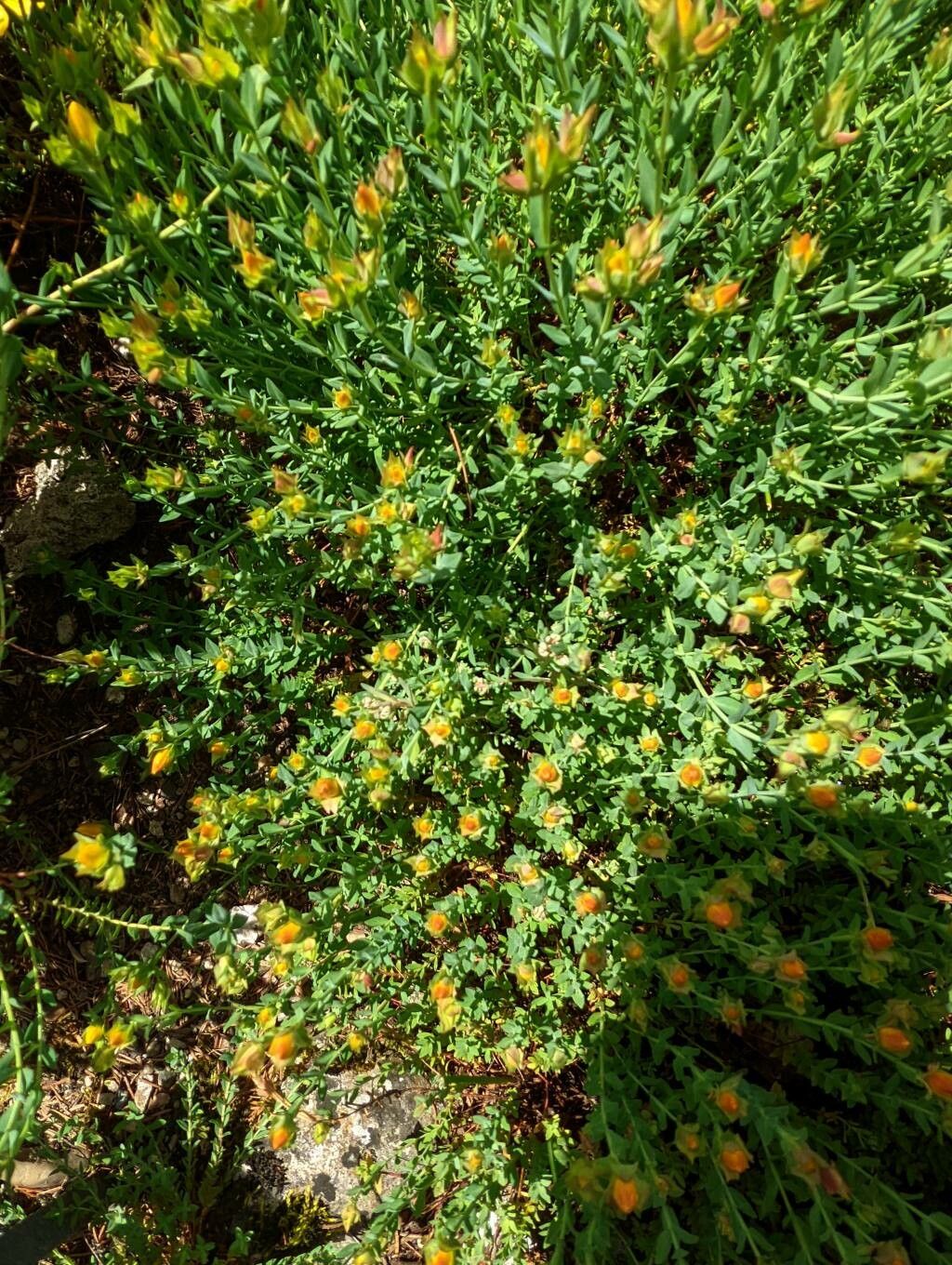 Hypericum linarioides habit