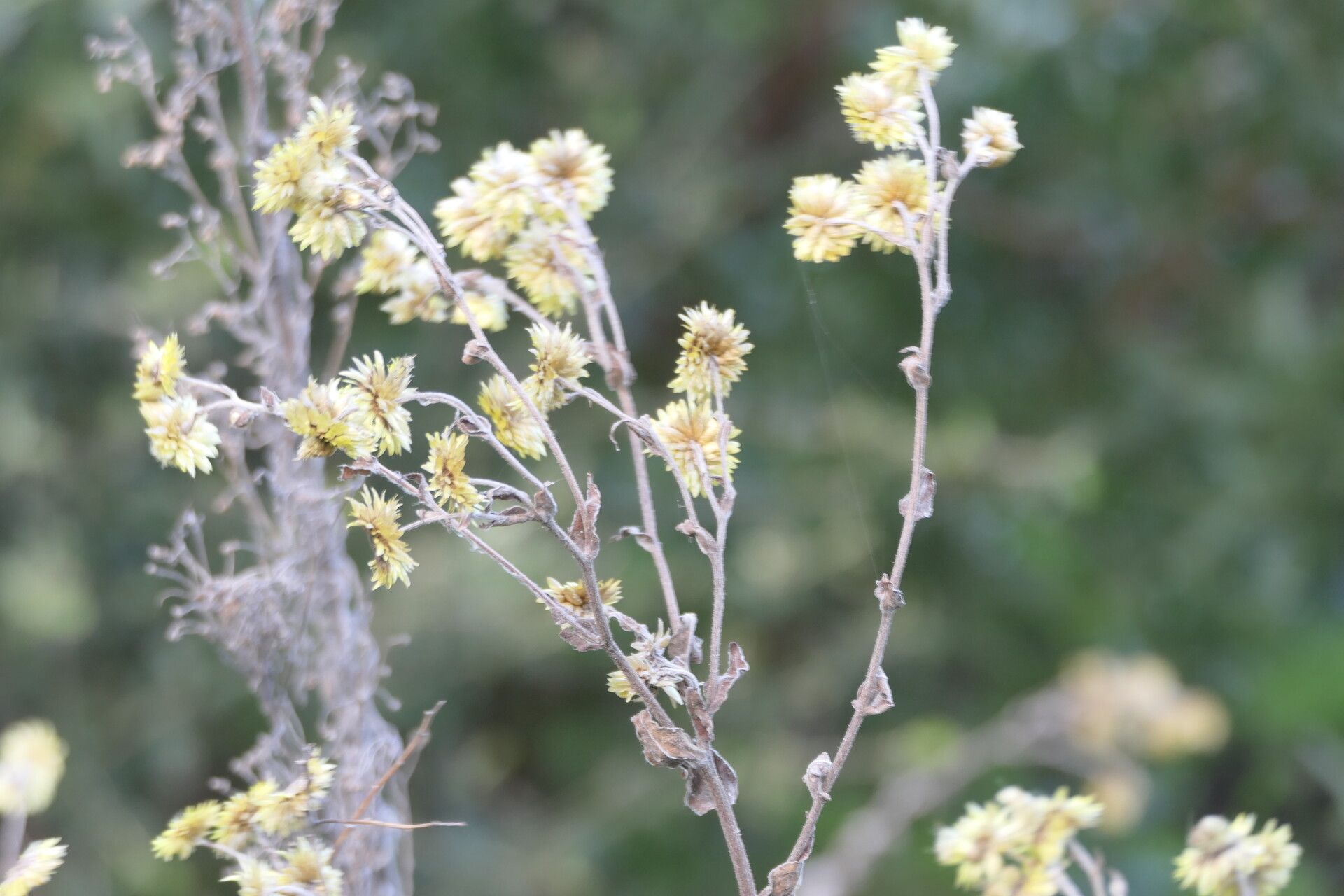 Helichrysum foetidum flower