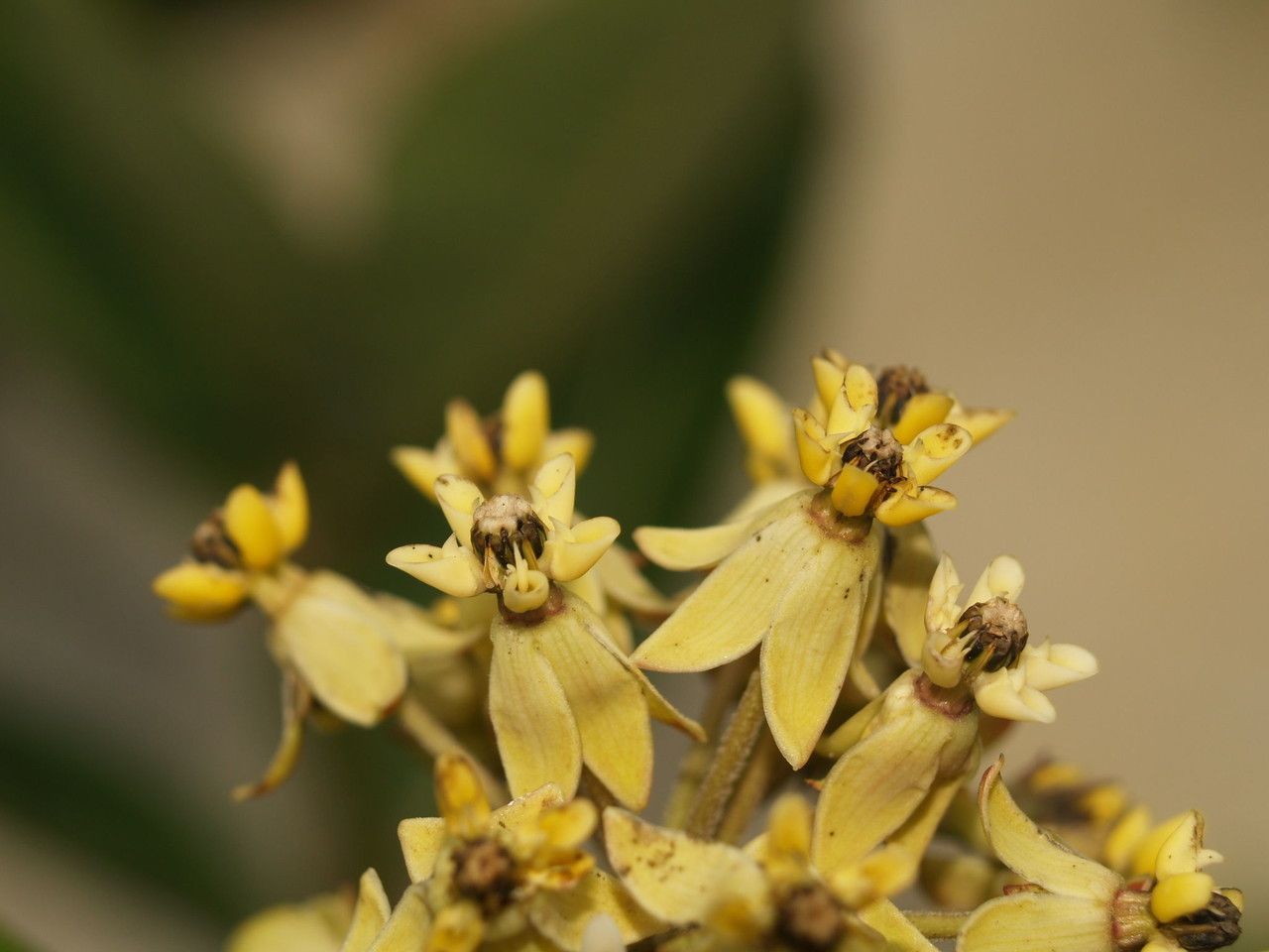 Asclepias lanuginosa flower