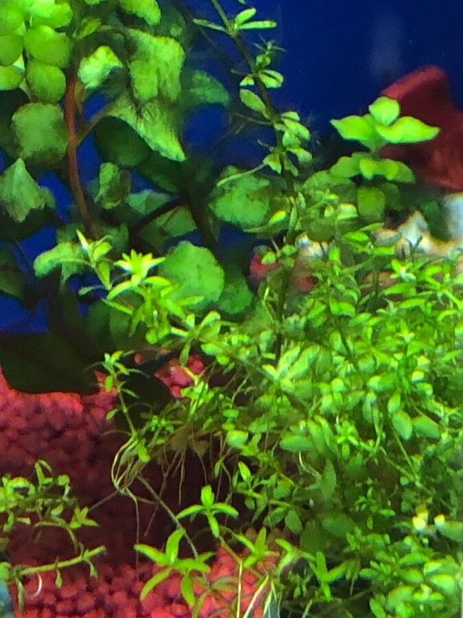 Micranthemum micranthemoides — related species from the same genus