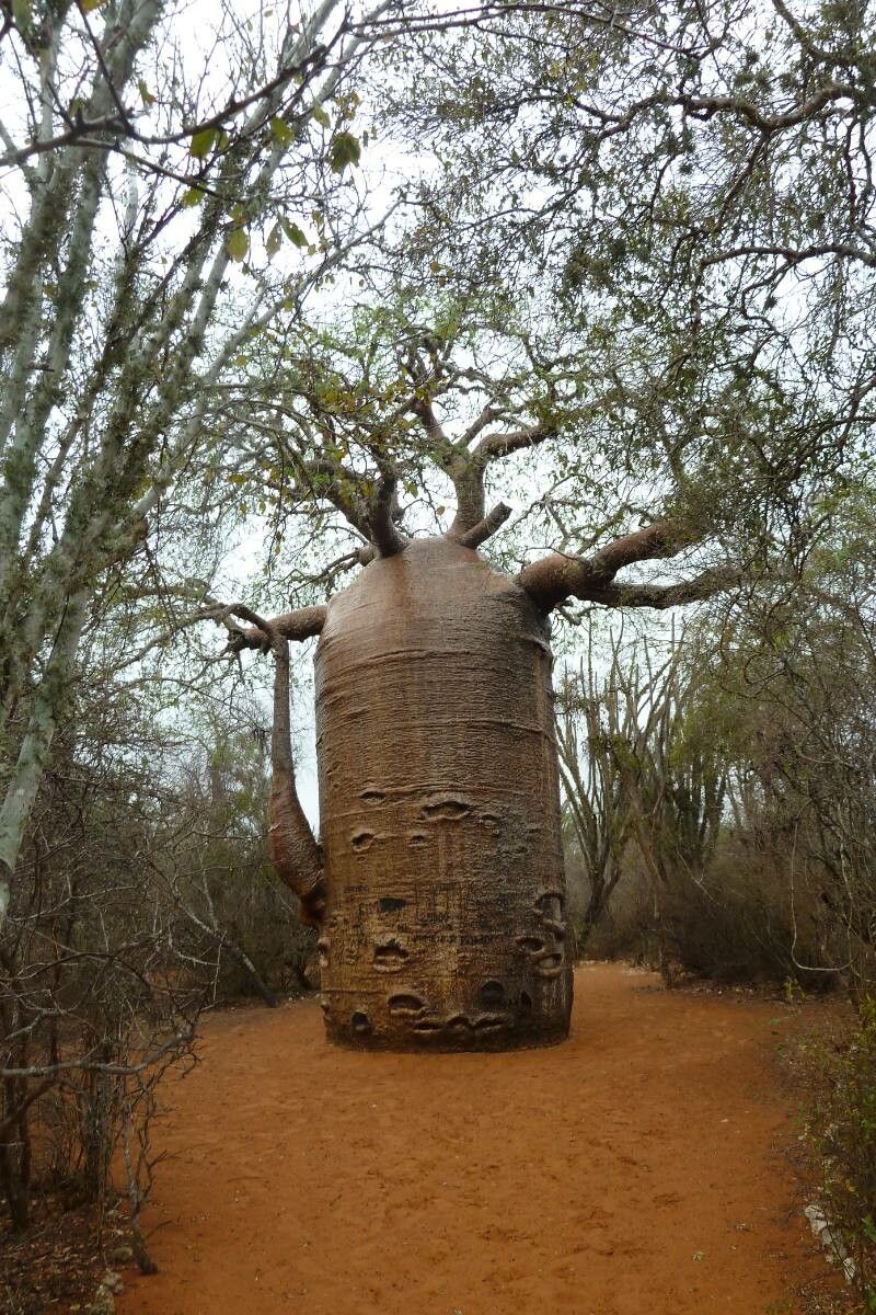 Adansonia gregorii bark