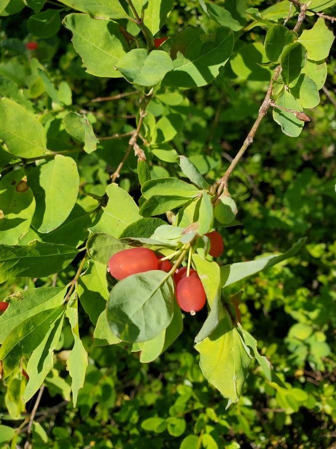 Lonicera canadensis fruit