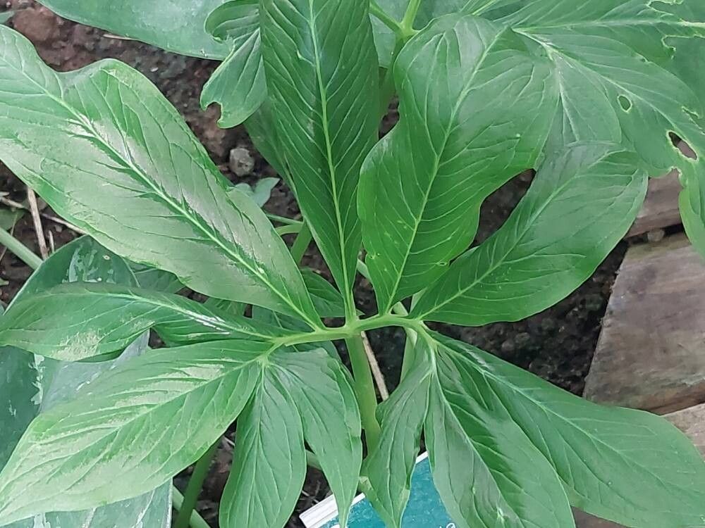 Pinellia pedatisecta leaf