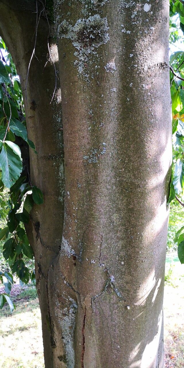 Fagus longipetiolata bark