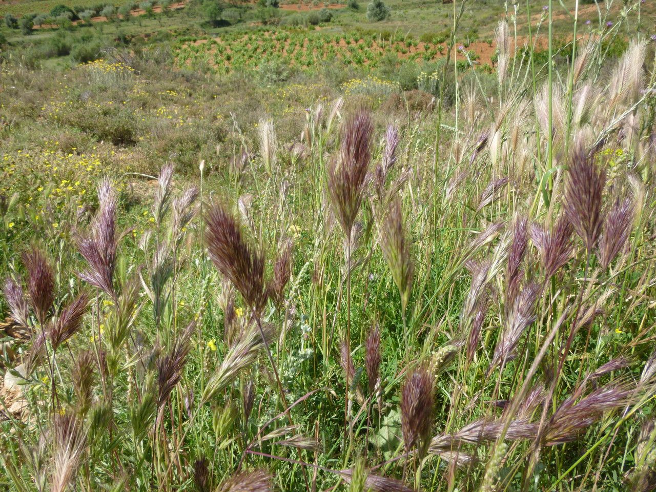 Bromus rubens flower