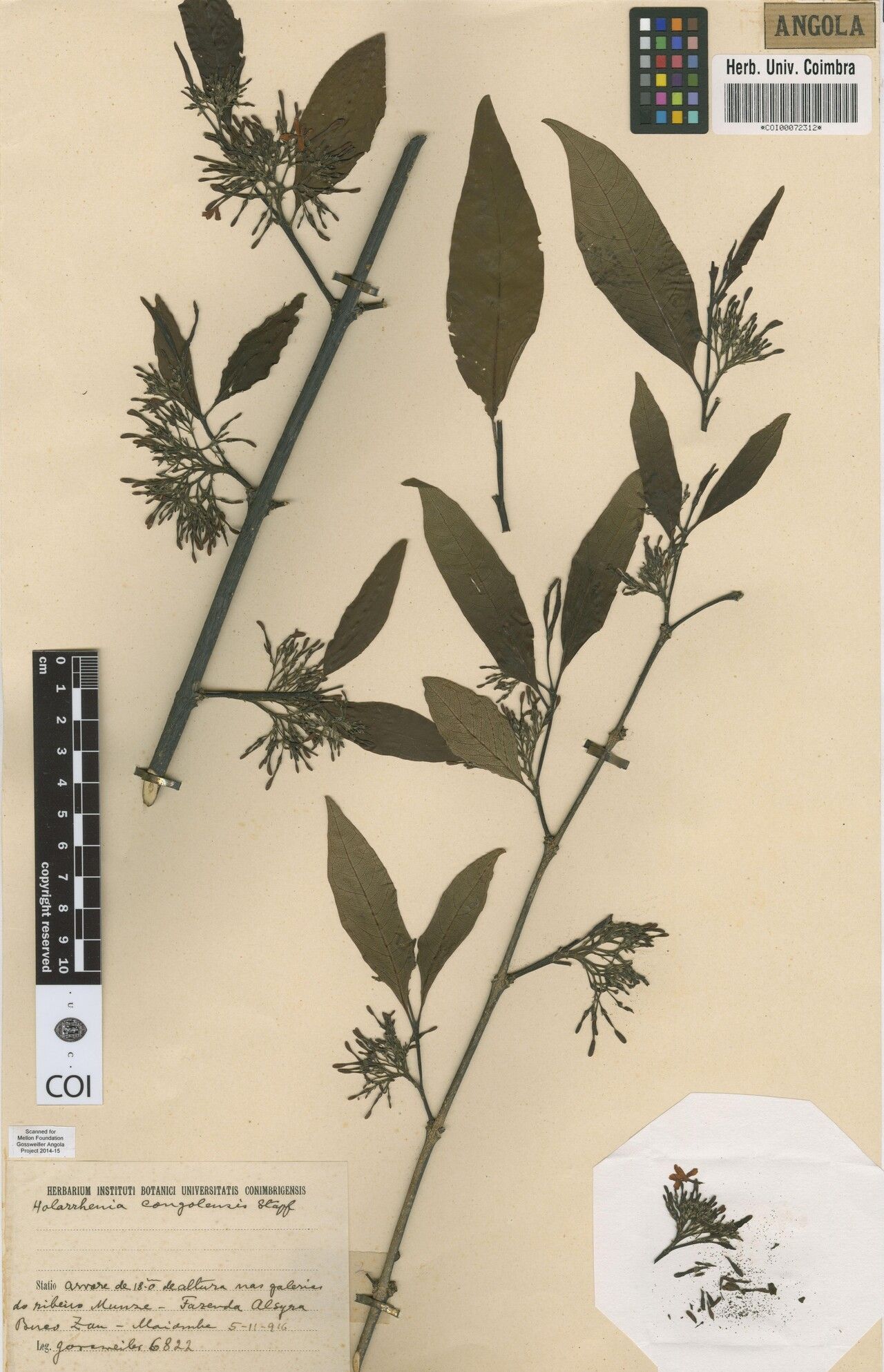 Holarrhena congolensis — related species from the same genus