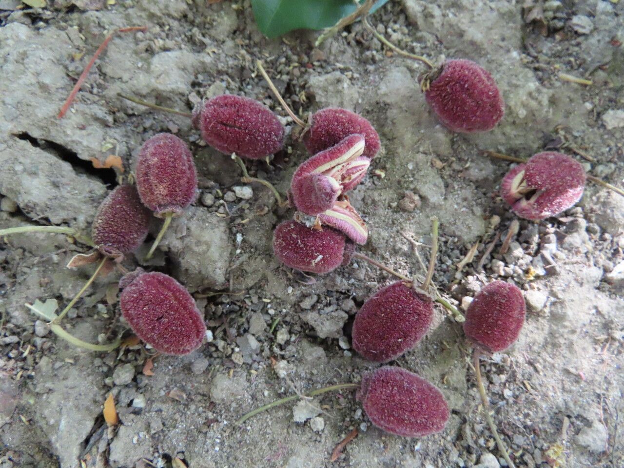 Sloanea terniflora fruit