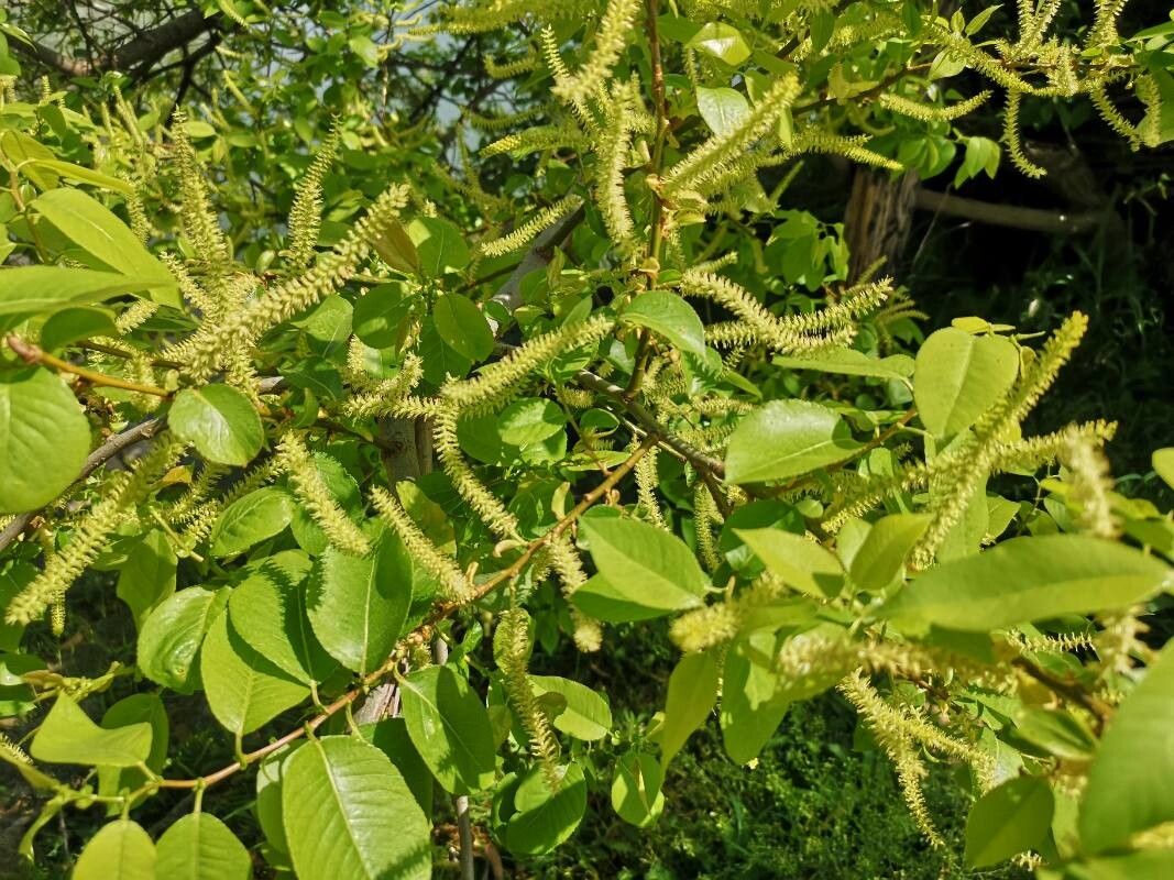 Salix chaenomeloides — houseplant care guide