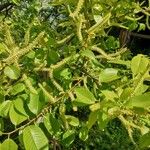 Salix chaenomeloides