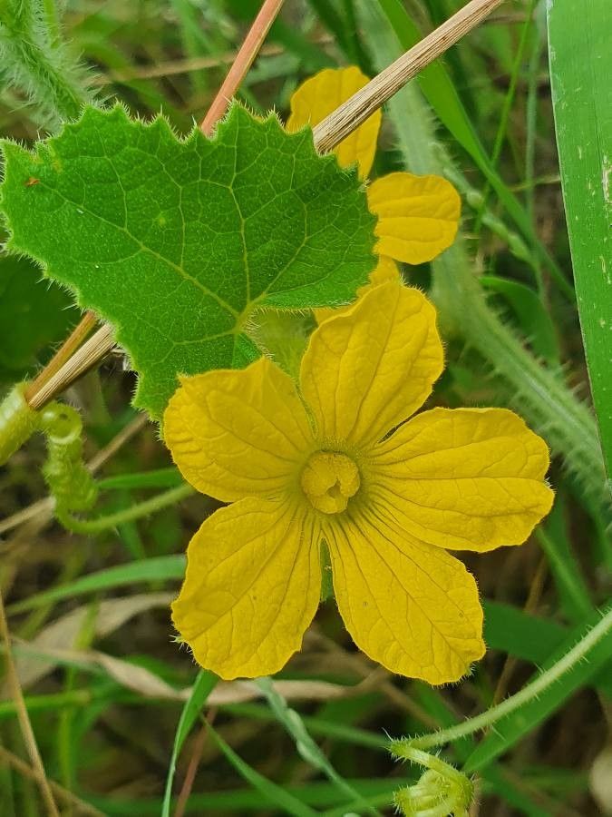 Cucumis engleri flower