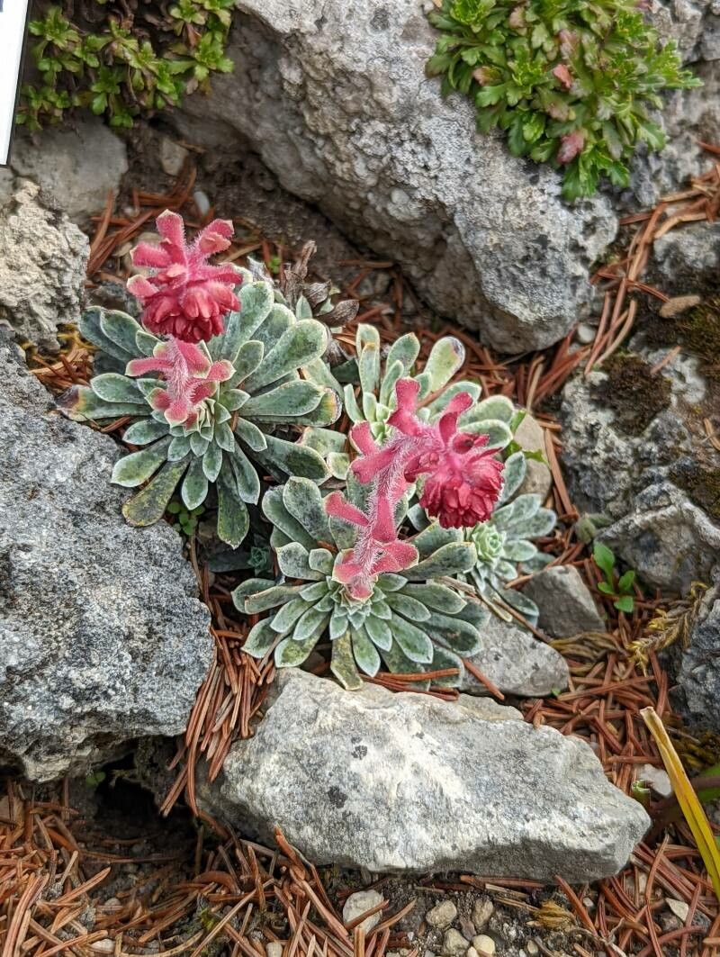 Saxifraga stribrnyi habit
