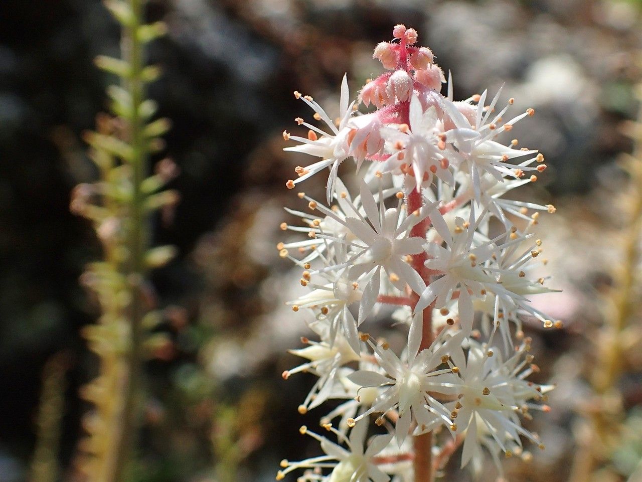 Tiarella wherryi flower