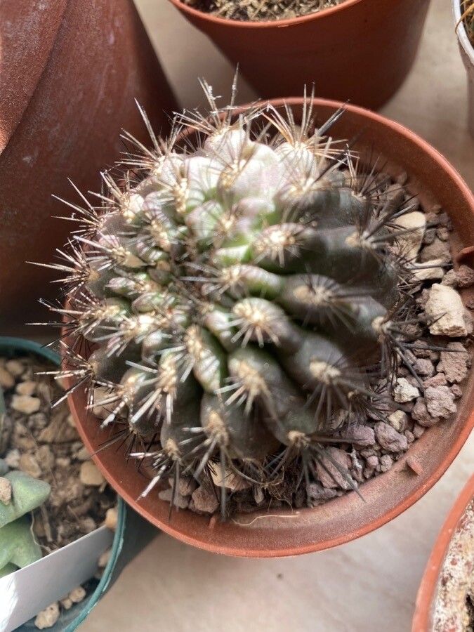 Gymnocalycium stenopleurum