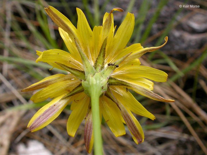 Microseris howellii — search result for 'Microseris'