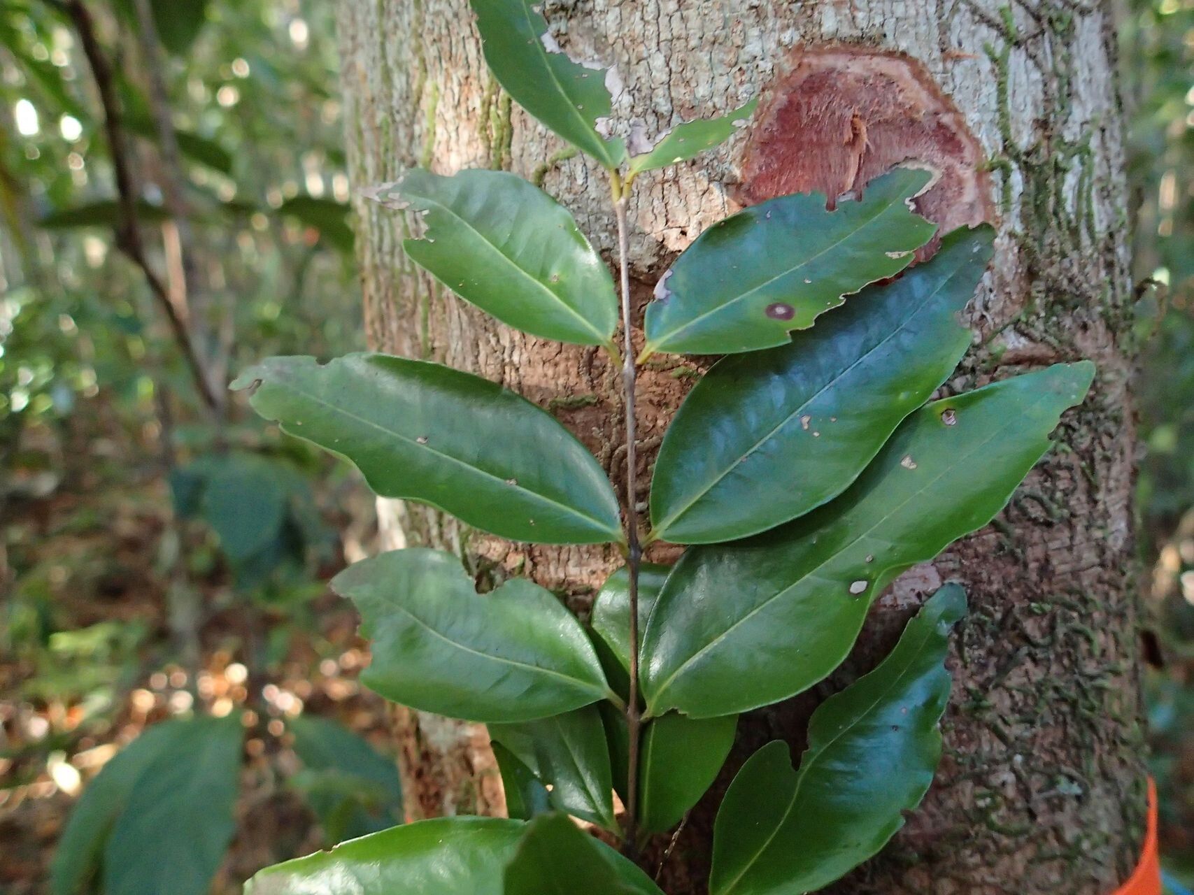 Syzygium wagapense — houseplant care guide