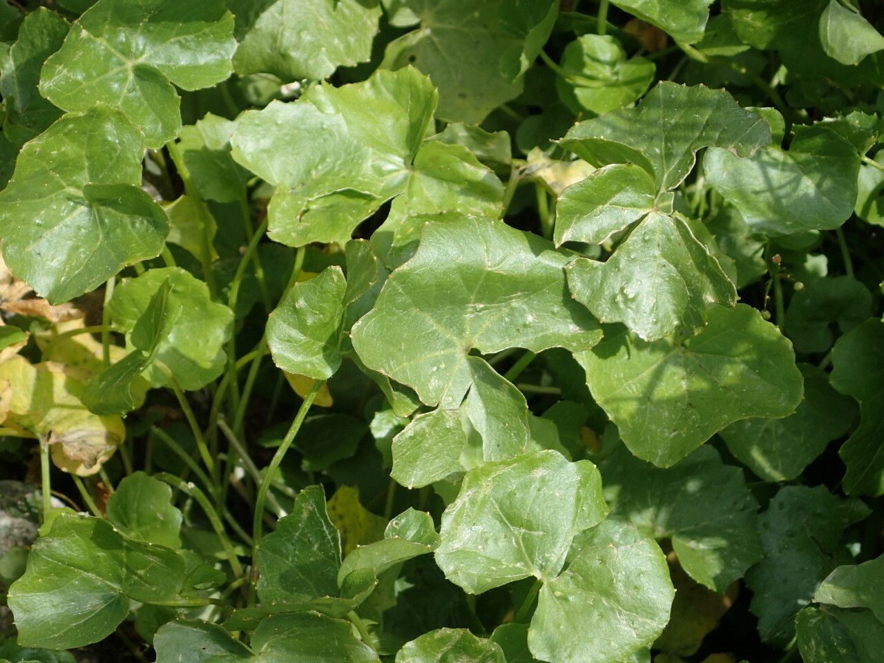 Cardamine asarifolia — search result for 'Cardamine'