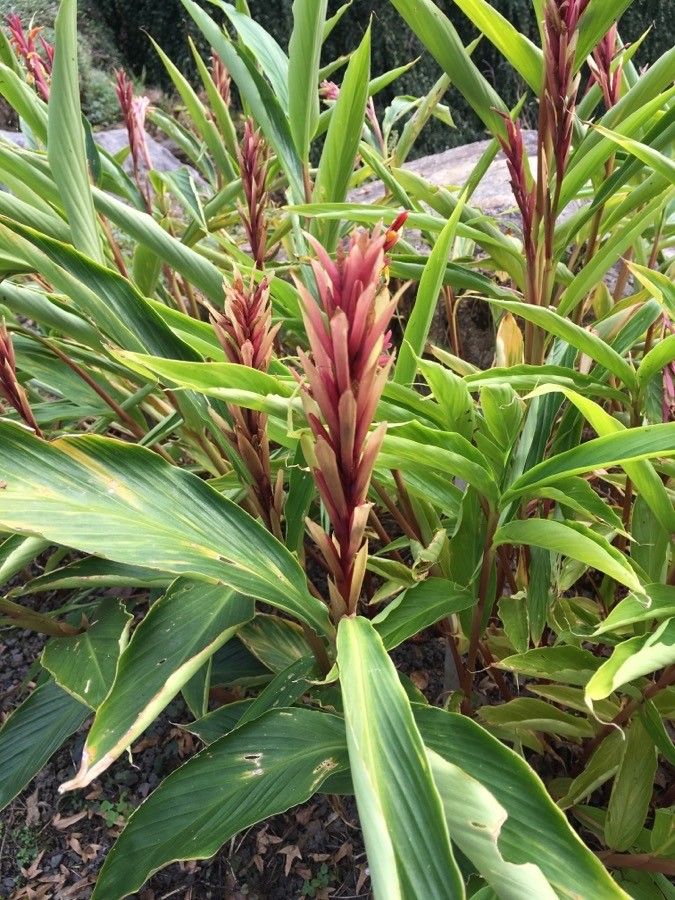 Cautleya gracilis — search result for 'Zingiberaceae'