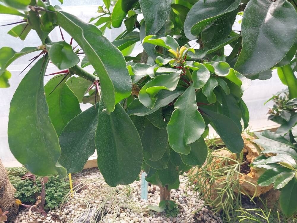 Rhodocactus bahiensis — related species from the same genus