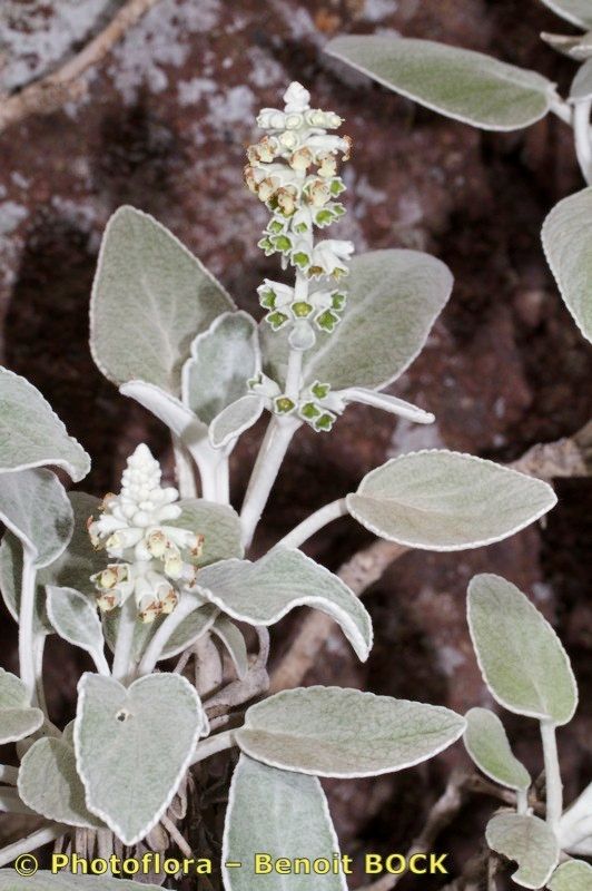 Sideritis brevicaulis other