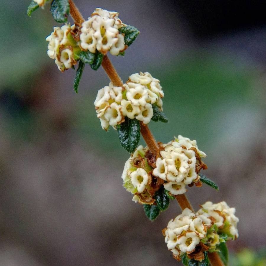 Nashia inaguensis flower