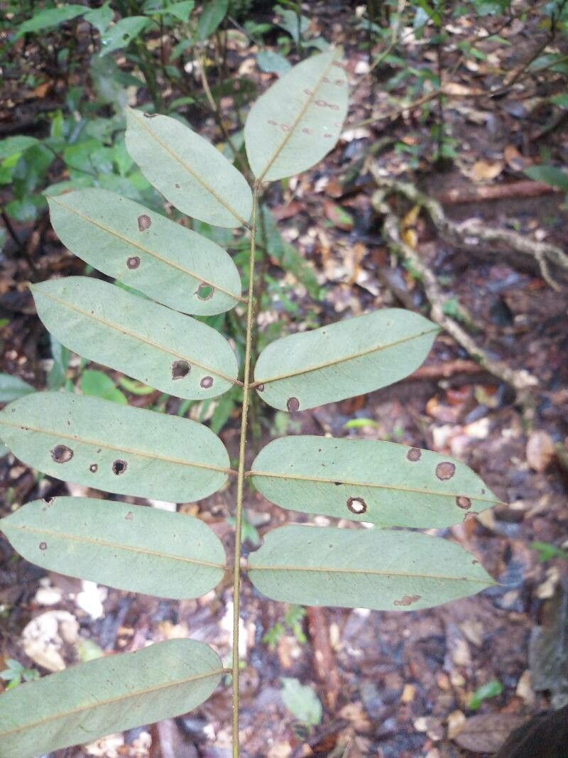 Hymenolobium flavum leaf