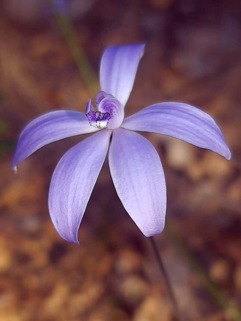 Cyanicula gemmata — search result for 'Orchidaceae'