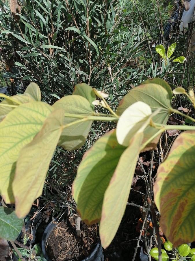 Bauhinia thonningii — search result for 'Bauhinia'