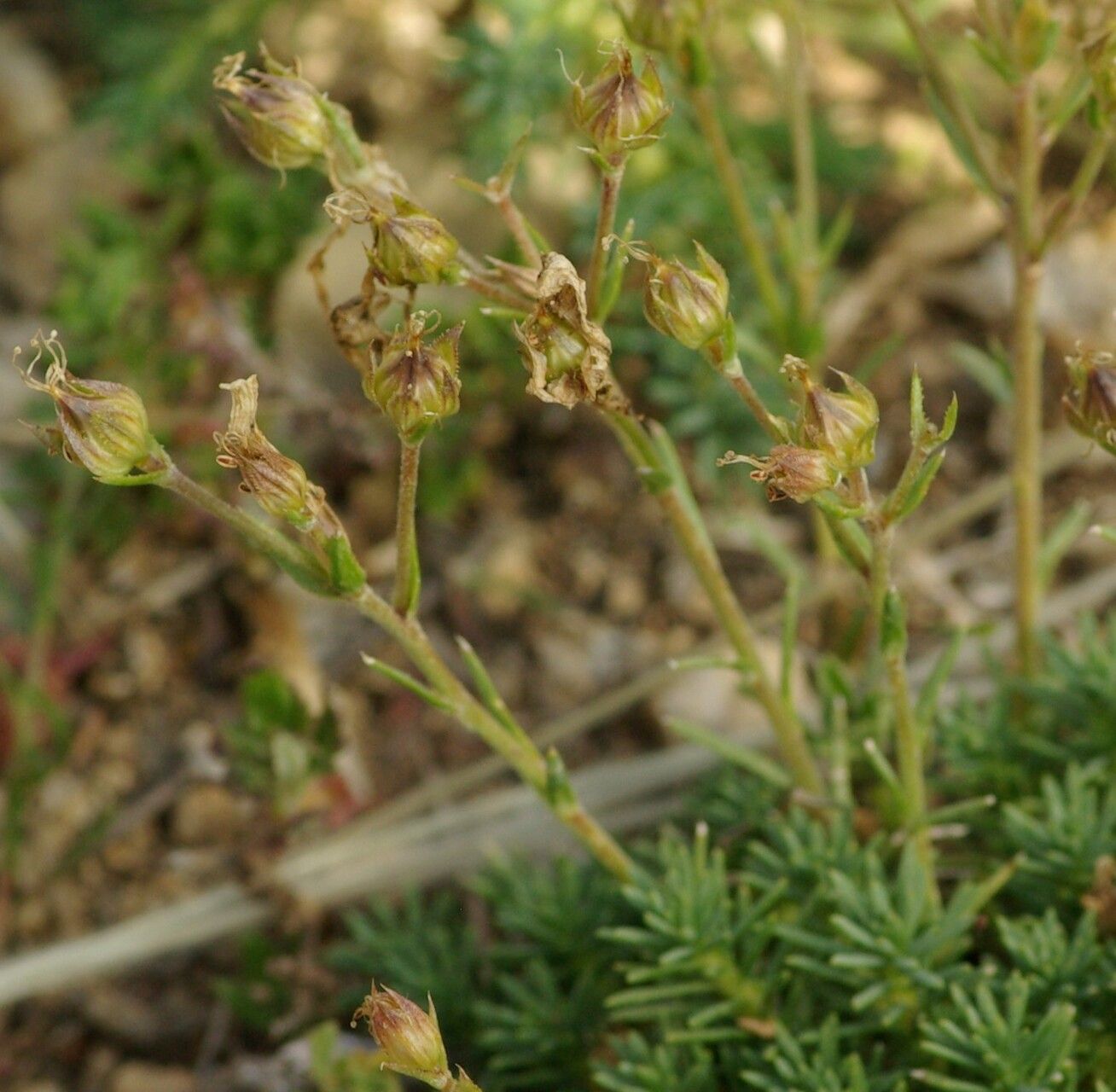 Saxifraga moschata fruit