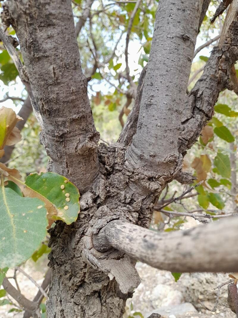 Quercus brantii bark