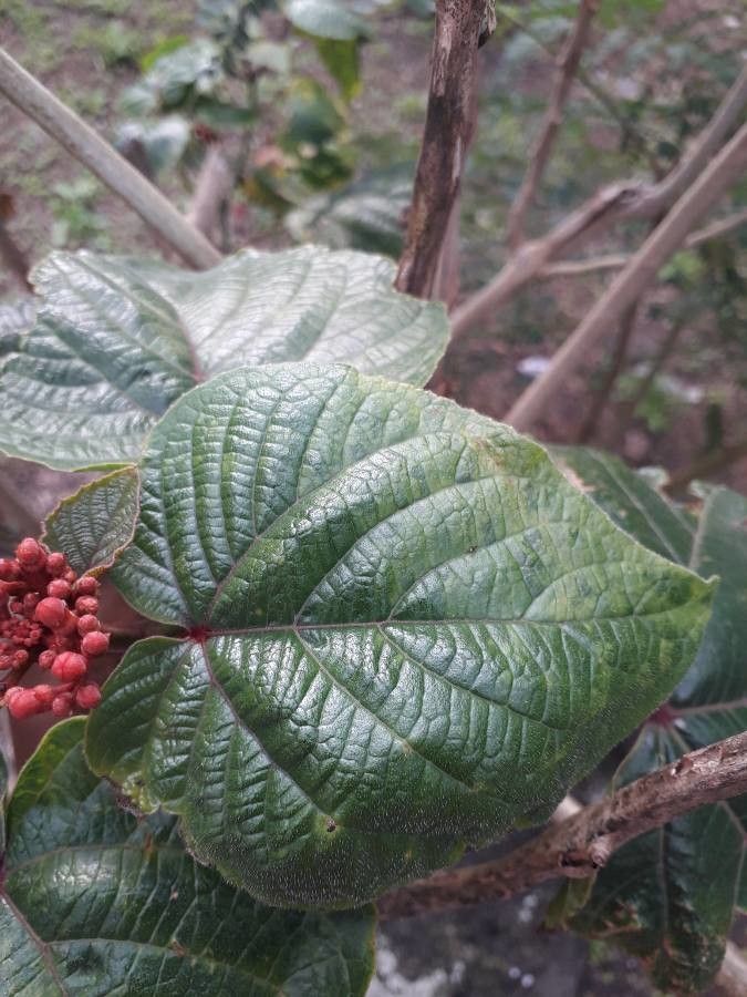 Clerodendrum speciosissimum leaf