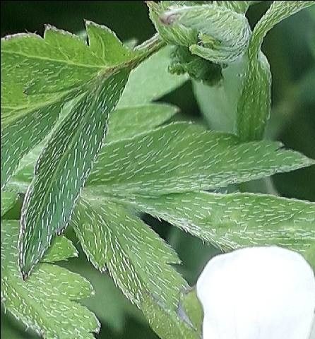 Torilis japonica — search result for 'Apiaceae'